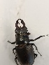  (Lucanus ibericus - BGE_00074_C04)  @11 [ ] CreativeCommons  Attribution by Floros, Kokkari (2023) Floros George, Anastasia Kokkari Aristotle University of Thessaloniki