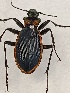  (Carabus arcadicus - BGE_00074_C10)  @11 [ ] CreativeCommons  Attribution by Floros, Kokkari (2023) Floros George, Anastasia Kokkari Aristotle University of Thessaloniki
