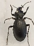  (Carabus regalis - BGE_00074_D04)  @11 [ ] CreativeCommons  Attribution by Floros, Kokkari (2023) Floros George, Anastasia Kokkari Aristotle University of Thessaloniki