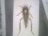  (Anoplotettix putoni - BGE_00090_F12)  @11 [ ] CreativeCommons  Attribution by Zoi Thanou (2025) Zoi Thanou Agricultural University of Athens