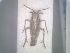  (Delphax meridionalis - BGE_00086_B06)  @11 [ ] CreativeCommons  Attribution by Zoi Thanou (2025) Zoi Thanou Agricultural University of Athens