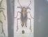  (Delphax inermis - BGE_00086_C06)  @11 [ ] CreativeCommons  Attribution by Zoi Thanou (2025) Zoi Thanou Agricultural University of Athens