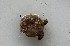  (Molgula occulta - BGE_00071_G09)  @11 [ ] CreativeCommons  Attribution by Chryssanthi Antoniadou (2023) Chryssanthi Antoniadou-LMTAD Aristotle University of Thessaloniki
