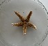  (Astropecten platyacanthus - BGE_00072_C10)  @11 [ ] CreativeCommons  Attribution by Chryssanthi Antoniadou (2023) Chryssanthi Antoniadou_LMTAD Aristotle University of Thessaloniki