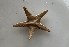  (Astropecten bispinosus - BGE_00072_D10)  @11 [ ] CreativeCommons  Attribution by Chryssanthi Antoniadou (2023) Chryssanthi Antoniadou_LMTAD Aristotle University of Thessaloniki