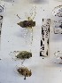  (Cicadatra alhageos - BGE_00929_B01)  @11 [ ] CreativeCommons  Attribution by Zoi Thanou (2025) Zoi Thanou Agricultural University of Athens