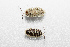  (Porcellio flavomarginatus - BGE_00083_C03)  @11 [ ] Copyright © (2025) Konstantinos Kalaentzis Aristotle University of Thessaloniki