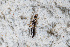  (Euborellia femoralis - BGE_00083_D05)  @11 [ ] Copyright © (2025) Konstantinos Kalaentzis Aristotle University of Thessaloniki