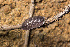  (Porcellio obsoletus - BGE_00083_E03)  @11 [ ] Copyright © (2025) Konstantinos Kalaentzis Aristotle University of Thessaloniki