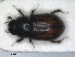  ( - RMNH.5120094)  @11 [ ] by-nc-sa (2023) Unspecified Naturalis Biodiversity Centre