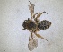  (Andrena ranunculorum - RMNH.INS.1148809)  @11 [ ] by-nc-sa (2024) Unspecified Naturalis Biodiversity Centre