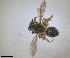  ( - RMNH.INS.1148813)  @11 [ ] by-nc-sa (2024) Unspecified Naturalis Biodiversity Centre