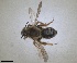  ( - RMNH.INS.1148814)  @11 [ ] by-nc-sa (2024) Unspecified Naturalis Biodiversity Centre