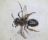  (Andrena robusta - RMNH.INS.1148843)  @11 [ ] by-nc-sa (2024) Unspecified Naturalis Biodiversity Centre