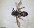  ( - RMNH.INS.1148846)  @11 [ ] by-nc-sa (2024) Unspecified Naturalis Biodiversity Centre