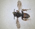  ( - RMNH.INS.1148847)  @11 [ ] by-nc-sa (2024) Unspecified Naturalis Biodiversity Centre
