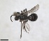 (Andrena sandanskia - RMNH.INS.1148849)  @11 [ ] by-nc-sa (2024) Unspecified Naturalis Biodiversity Centre