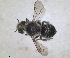  ( - RMNH.INS.1152686)  @11 [ ] by-nc-sa (2024) Unspecified Naturalis Biodiversity Centre