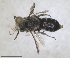  ( - RMNH.INS.1152688)  @11 [ ] by-nc-sa (2024) Unspecified Naturalis Biodiversity Centre