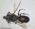  ( - RMNH.INS.1152713)  @11 [ ] by-nc-sa (2024) Unspecified Naturalis Biodiversity Centre