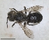  ( - RMNH.INS.1152714)  @11 [ ] by-nc-sa (2024) Unspecified Naturalis Biodiversity Centre