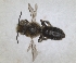  ( - RMNH.INS.1152715)  @11 [ ] by-nc-sa (2024) Unspecified Naturalis Biodiversity Centre