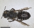  ( - RMNH.INS.1152728)  @11 [ ] by-nc-sa (2024) Unspecified Naturalis Biodiversity Centre