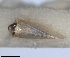  (Neoaliturus opacipennis - RMNH.INS.121067)  @11 [ ] by-nc-sa (2024) Unspecified Naturalis Biodiversity Centre