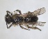  (Andrena garrula - RMNH.INS.1265766)  @11 [ ] by-nc-sa (2024) Unspecified Naturalis Biodiversity Centre