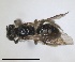  ( - RMNH.INS.1265767)  @11 [ ] by-nc-sa (2024) Unspecified Naturalis Biodiversity Centre