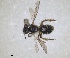  ( - RMNH.INS.1265769)  @11 [ ] by-nc-sa (2024) Unspecified Naturalis Biodiversity Centre