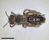  (Andrena hungarica - RMNH.INS.1265797)  @11 [ ] by-nc-sa (2024) Unspecified Naturalis Biodiversity Centre