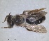  ( - RMNH.INS.1265799)  @11 [ ] by-nc-sa (2024) Unspecified Naturalis Biodiversity Centre