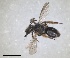  ( - RMNH.INS.1265812)  @11 [ ] by-nc-sa (2024) Unspecified Naturalis Biodiversity Centre