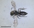  ( - RMNH.INS.1265813)  @11 [ ] by-nc-sa (2024) Unspecified Naturalis Biodiversity Centre