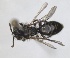  ( - RMNH.INS.1265816)  @11 [ ] by-nc-sa (2024) Unspecified Naturalis Biodiversity Centre
