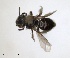  ( - RMNH.INS.1265817)  @11 [ ] by-nc-sa (2024) Unspecified Naturalis Biodiversity Centre