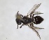  ( - RMNH.INS.1265818)  @11 [ ] by-nc-sa (2024) Unspecified Naturalis Biodiversity Centre
