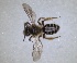  ( - RMNH.INS.1265838)  @11 [ ] by-nc-sa (2024) Unspecified Naturalis Biodiversity Centre
