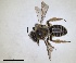  ( - RMNH.INS.1265839)  @11 [ ] by-nc-sa (2024) Unspecified Naturalis Biodiversity Centre