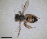  ( - RMNH.INS.1265840)  @11 [ ] by-nc-sa (2024) Unspecified Naturalis Biodiversity Centre