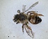  ( - RMNH.INS.1265841)  @11 [ ] by-nc-sa (2024) Unspecified Naturalis Biodiversity Centre