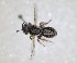  (Andrena hillana - RMNH.INS.1265851)  @11 [ ] by-nc-sa (2024) Unspecified Naturalis Biodiversity Centre
