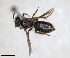  ( - RMNH.INS.1265853)  @11 [ ] by-nc-sa (2024) Unspecified Naturalis Biodiversity Centre