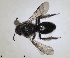  (Andrena grossella - RMNH.INS.1265858)  @11 [ ] by-nc-sa (2024) Unspecified Naturalis Biodiversity Centre