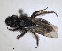  ( - RMNH.INS.1265859)  @11 [ ] by-nc-sa (2024) Unspecified Naturalis Biodiversity Centre