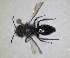  ( - RMNH.INS.1265860)  @11 [ ] by-nc-sa (2024) Unspecified Naturalis Biodiversity Centre