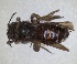 (Andrena magna - RMNH.INS.1265865)  @11 [ ] by-nc-sa (2024) Unspecified Naturalis Biodiversity Centre