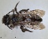  ( - RMNH.INS.1265866)  @11 [ ] by-nc-sa (2024) Unspecified Naturalis Biodiversity Centre