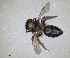  ( - RMNH.INS.1265871)  @11 [ ] by-nc-sa (2024) Unspecified Naturalis Biodiversity Centre